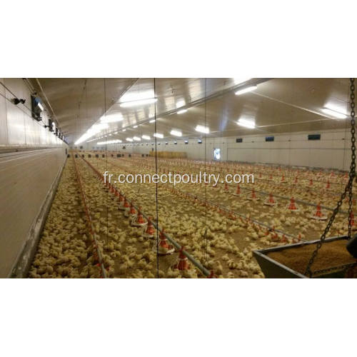 Ligne d&#39;alimentation automatique pour poulets de chair